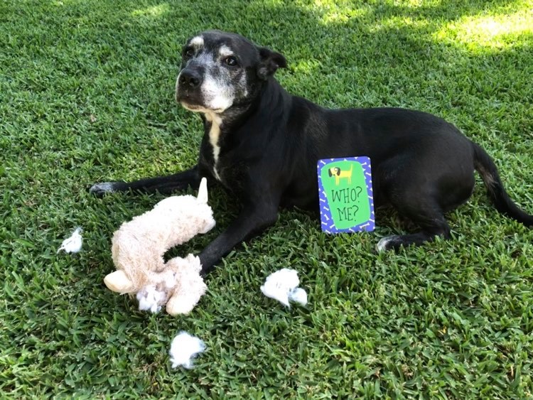 Cheeky Caption Cards | Dog Edition
