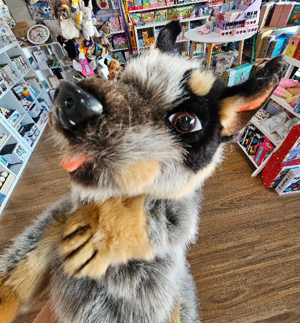 Close-up of a blue heeler hand puppet in a store with various products in the background