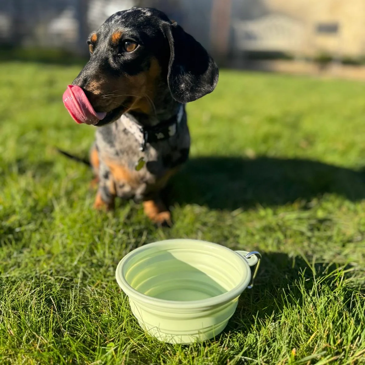 Travel Collapsible Pet Bowl