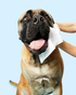 DOG by Dr Lisa | Natural Compostable Dog Wipes