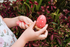 Kaper Kidz | Sundae Egg and Spoon Racing Game