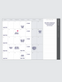 Write to me 2026 Weekly Planner Blush
