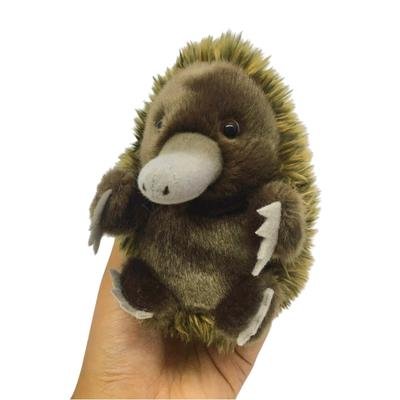 baby echidna in hand on white background