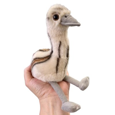 baby emu in hand on white background