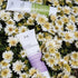 Good Riddance sensitive insect repellent tubes among white flowers, natural DEET free mozzie protection for travel Adventure Awaits