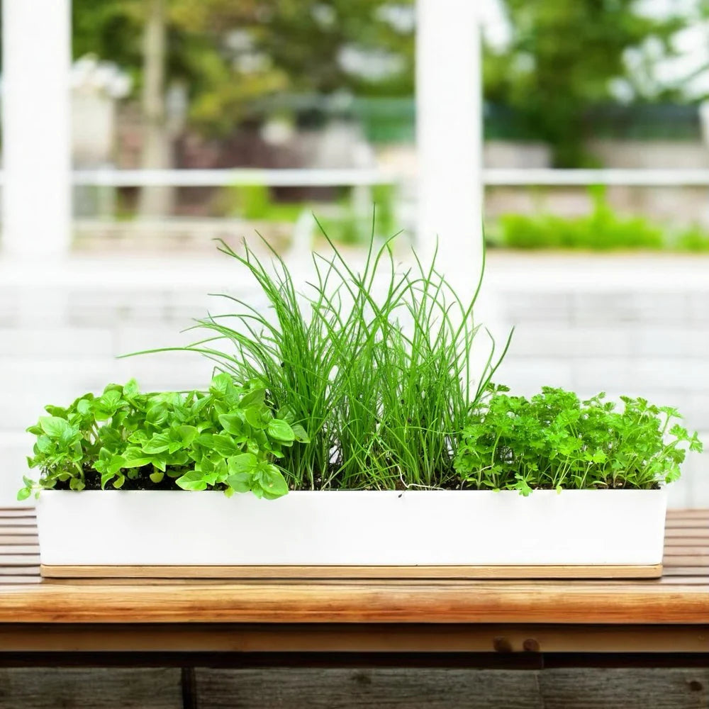 Urban Greens Micro Herbs Windowsill Kit