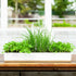 Urban Greens Micro Herbs Windowsill Kit