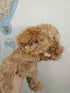 Hansa Puppet | Poodle 28cm