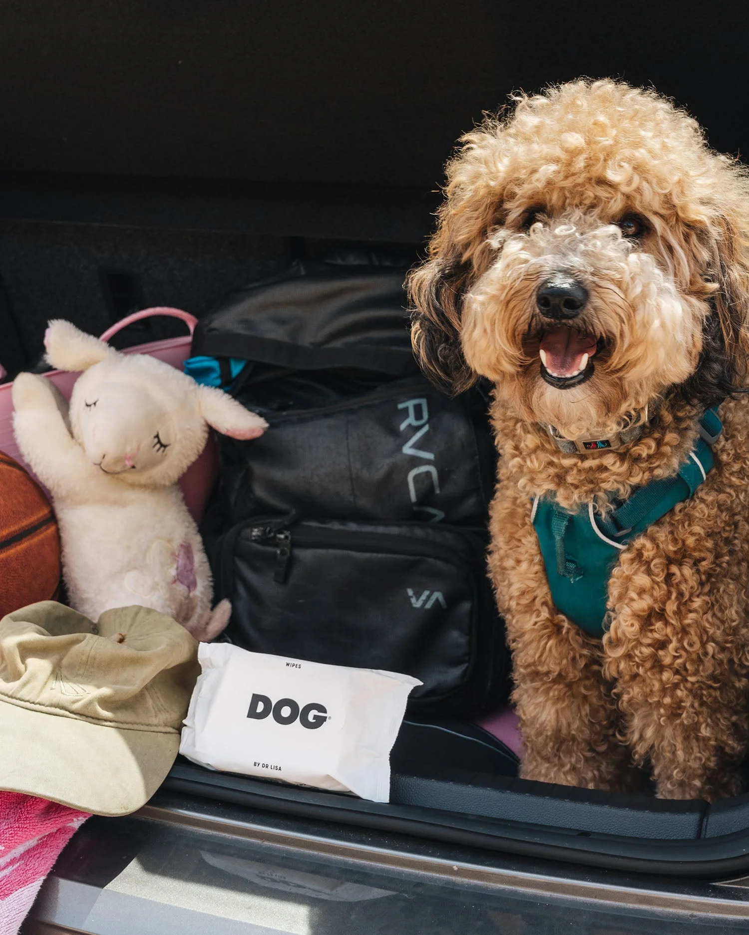 DOG by Dr Lisa | Natural Compostable Dog Wipes