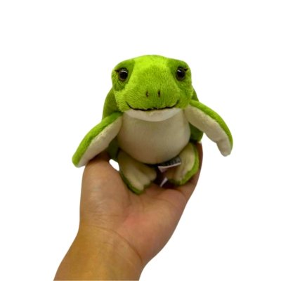 turtle shown in hand on white background