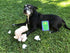 Cheeky Caption Cards | Dog Edition