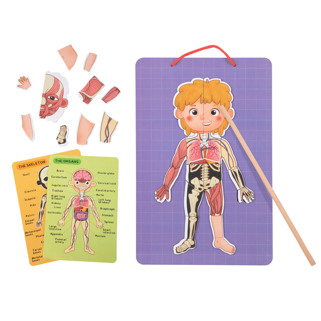 Magnetic Body Chart
