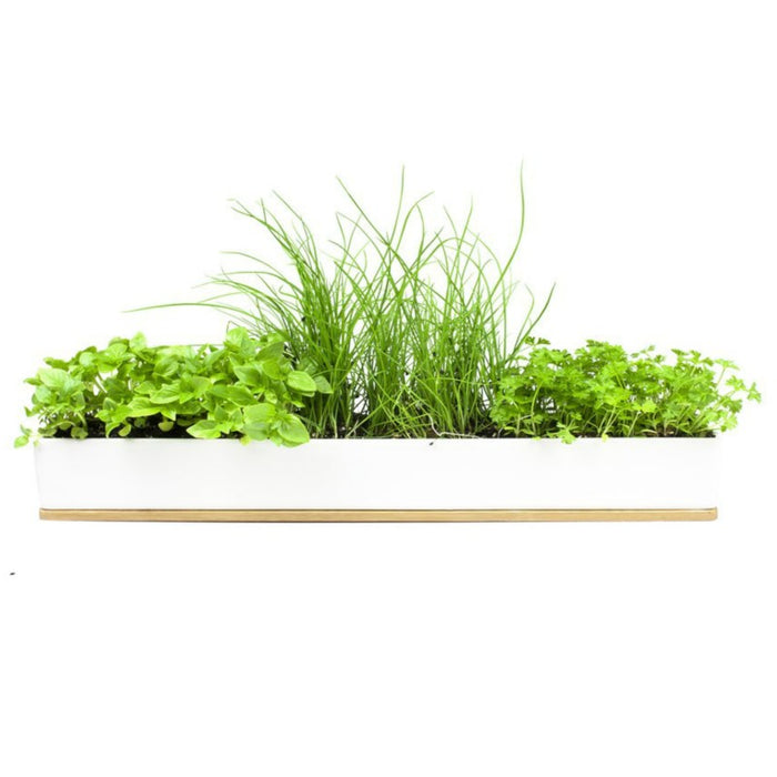 Urban Greens Micro Herbs Windowsill Kit